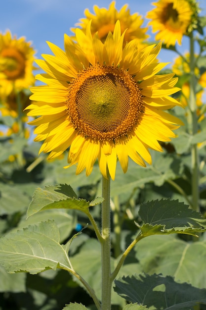 close-up of yellow flowering plant
