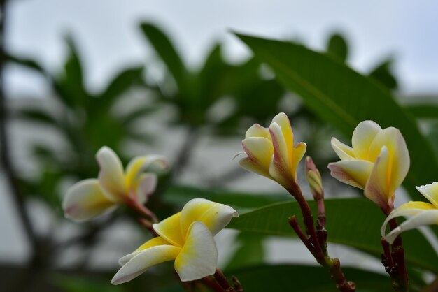 Close-up of yellow flowering plant