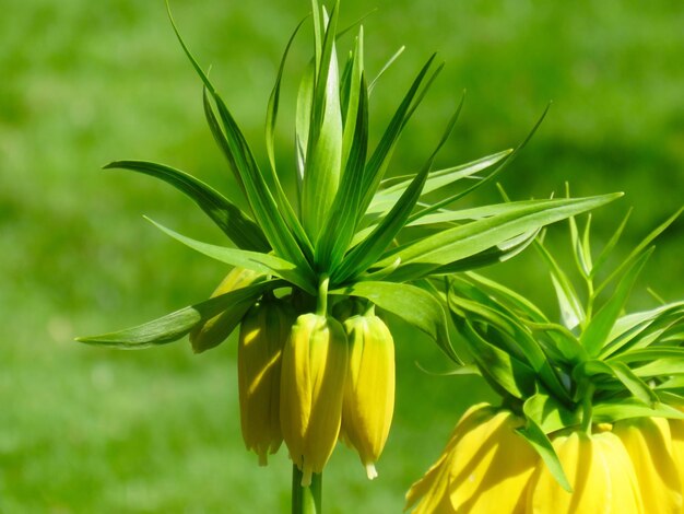 黄色い花の植物のクローズアップ