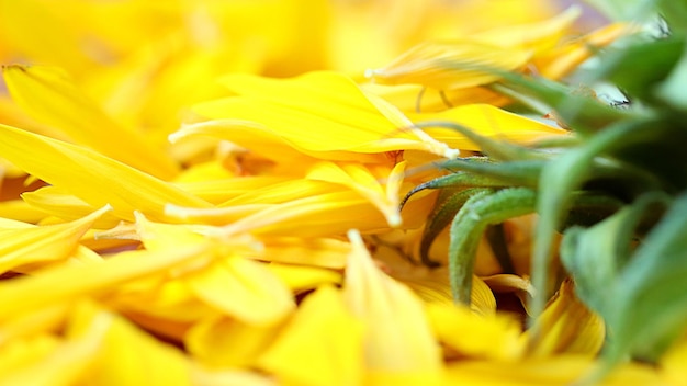 Close-up of yellow flowering plant