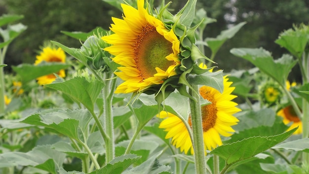 Photo close-up of yellow flowering plant