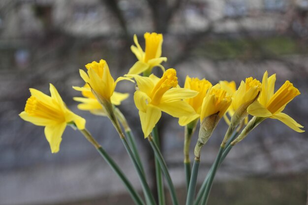 Close-up of yellow flowering plant