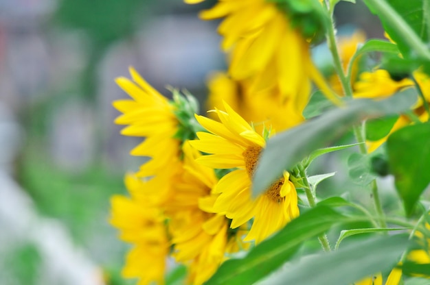 Close-up of yellow flowering plant