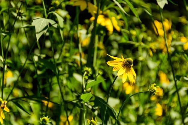 Close-up of yellow flowering plant