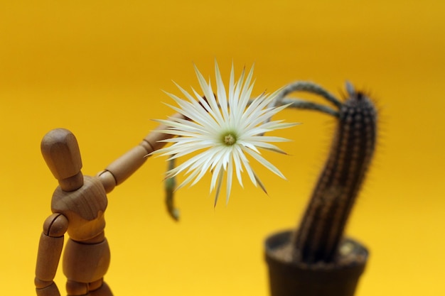 Foto close-up di una pianta a fiore giallo