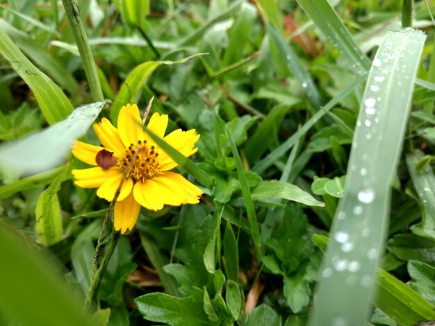 Close-up of yellow flowering plant