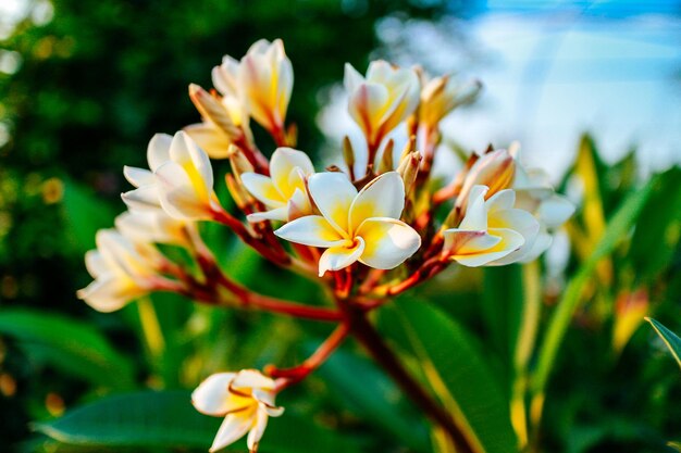 Close-up of yellow flowering plant