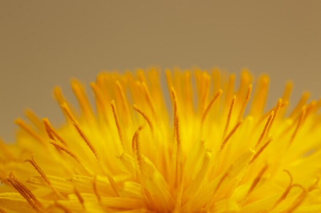 Photo close-up of yellow flowering plant