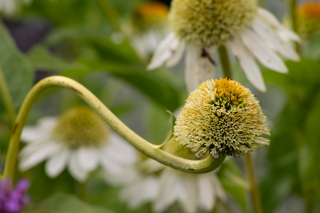 Close-up of yellow flowering plant