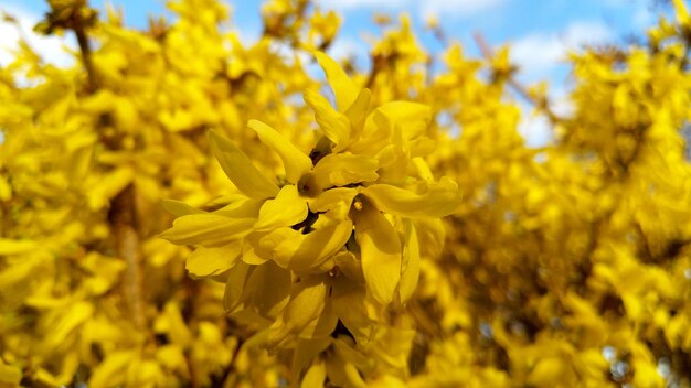 Close-up of yellow flowering plant