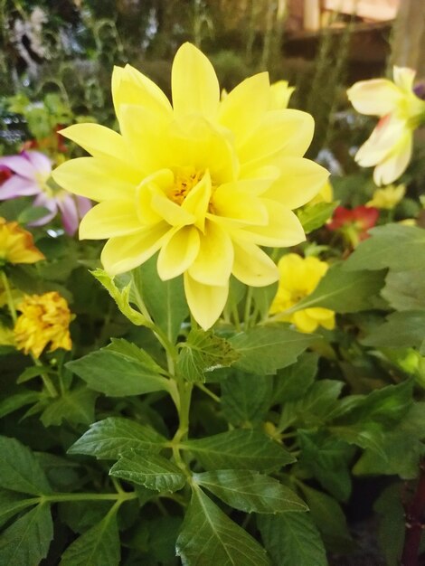 Close-up of yellow flowering plant