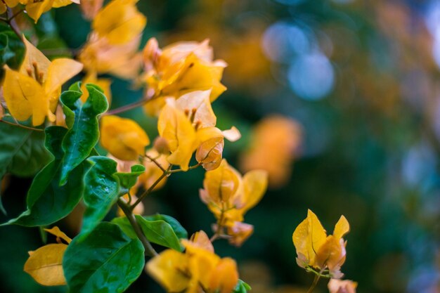 Close-up of yellow flowering plant