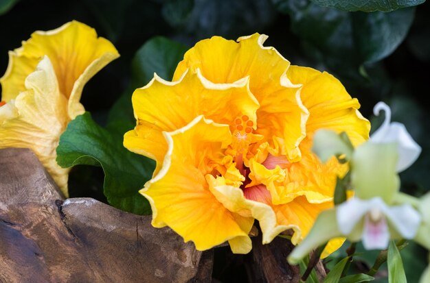 Close-up of yellow flowering plant