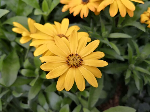 Photo close-up of yellow flowering plant