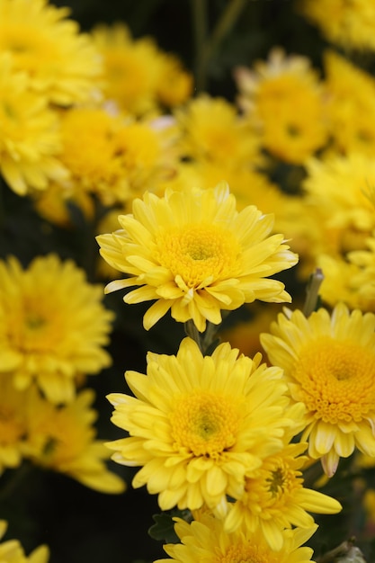 Close-up of yellow flowering plant