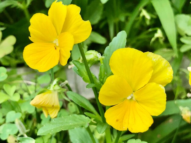 Close-up of yellow flowering plant