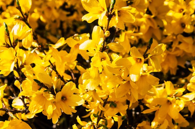 Close-up of yellow flowering plant