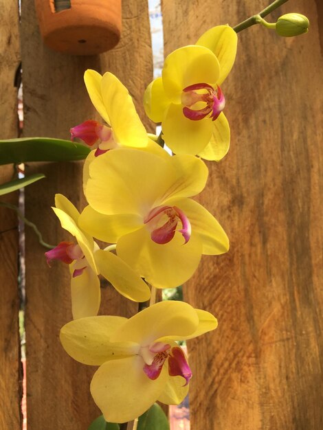 Photo close-up of yellow flowering plant