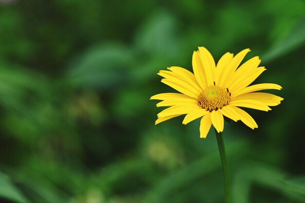 Close-up of yellow flowering plant