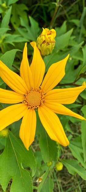 Close-up of yellow flowering plant