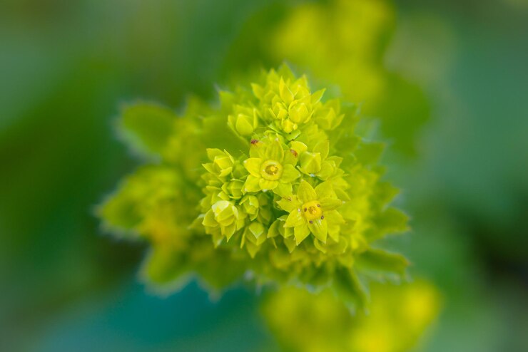 Photo 黄色い花の植物のクローズアップ