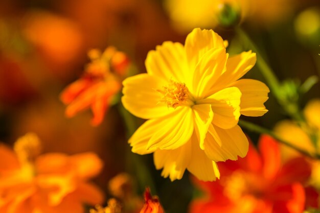 Close-up of yellow flowering plant