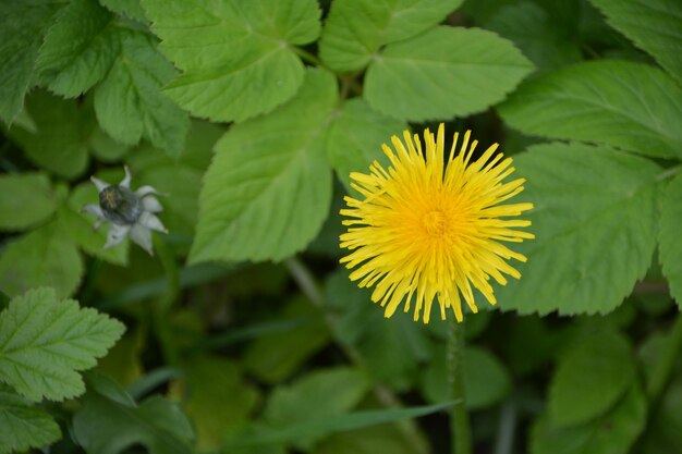 Close-up of yellow flowering plant