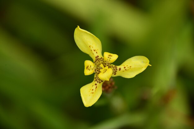 Photo close-up of yellow flowering plant