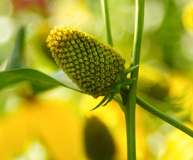 Close-up of yellow flowering plant