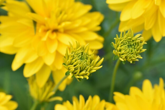 Close-up of yellow flowering plant