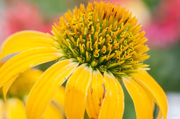 Close-up of yellow flowering plant