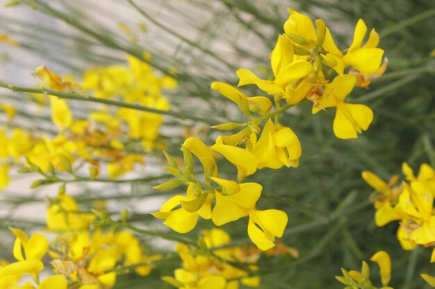 Close-up of yellow flowering plant