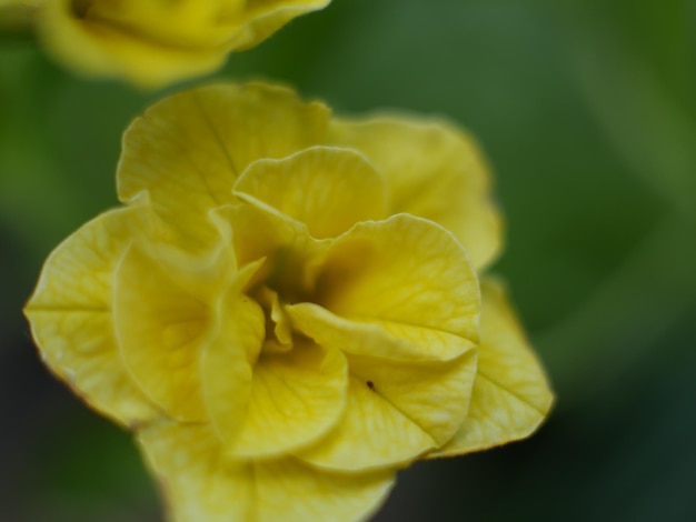 Foto prossimo piano di una pianta a fiori gialli