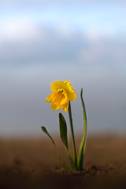 Photo close-up of yellow flowering plant