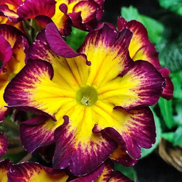 Close-up of yellow flowering plant