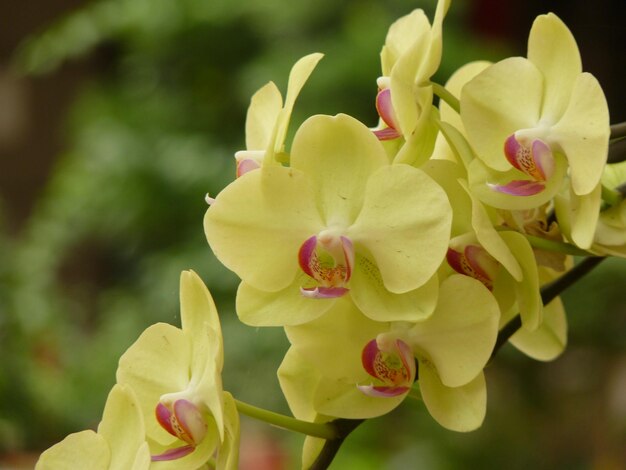 Close-up of yellow flowering plant