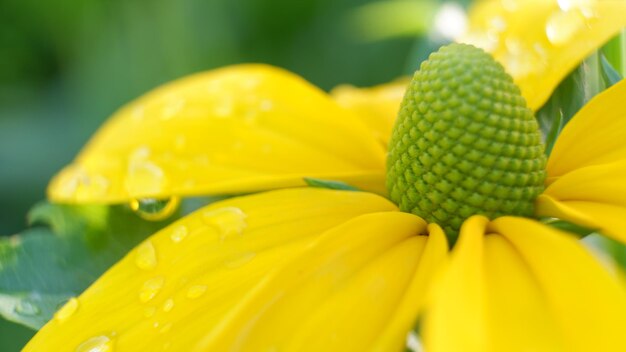 Close-up of yellow flowering plant