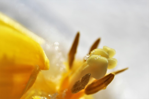 Close-up of yellow flowering plant