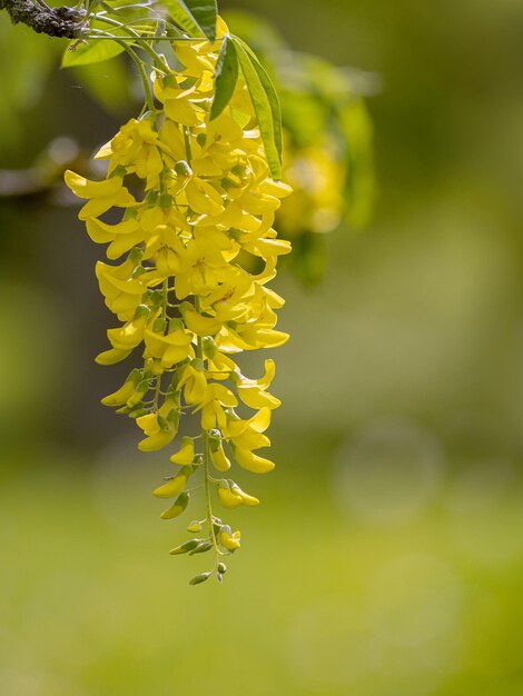 Foto prossimo piano di una pianta a fiori gialli