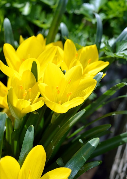 Close-up of yellow flowering plant