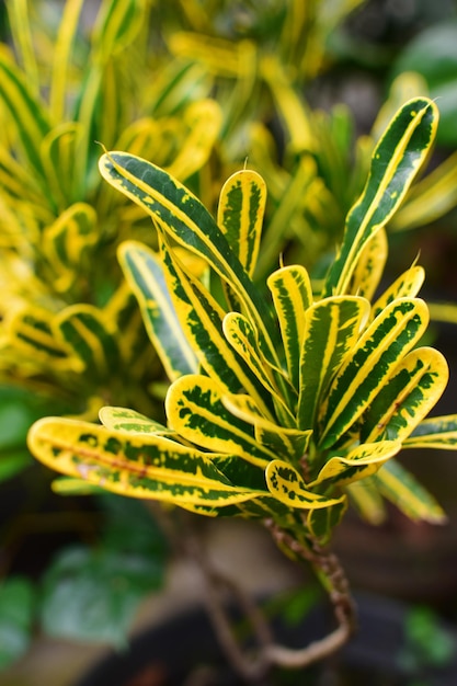 Photo close-up of yellow flowering plant