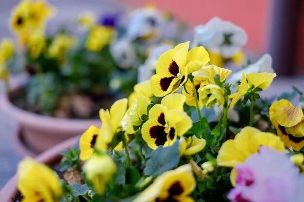 Foto prossimo piano di una pianta a fiori gialli