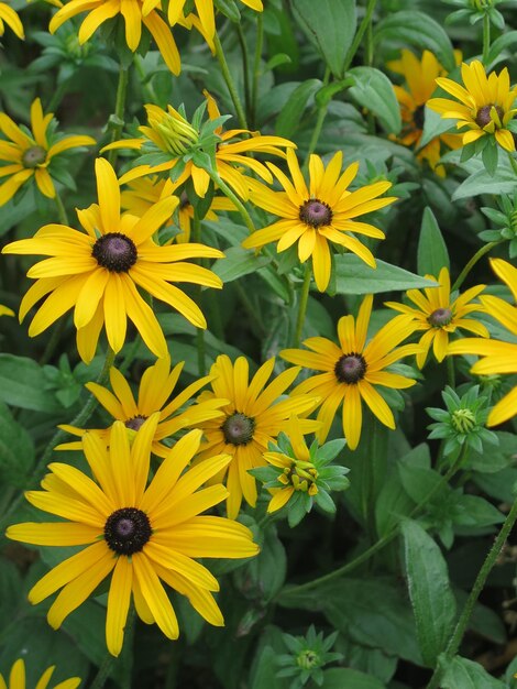 Close-up of yellow flowering plant