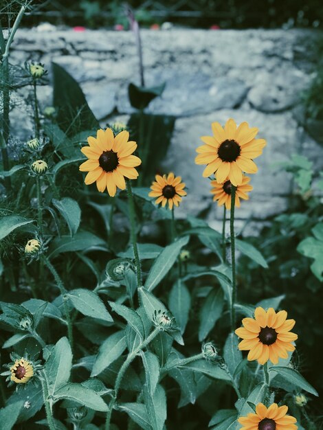 Close-up of yellow flowering plant