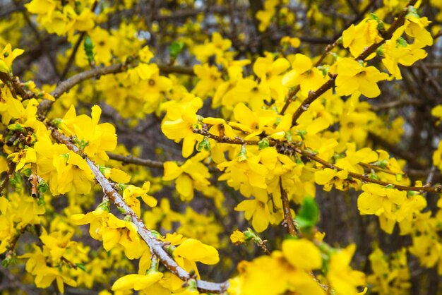 Close-up of yellow flowering plant