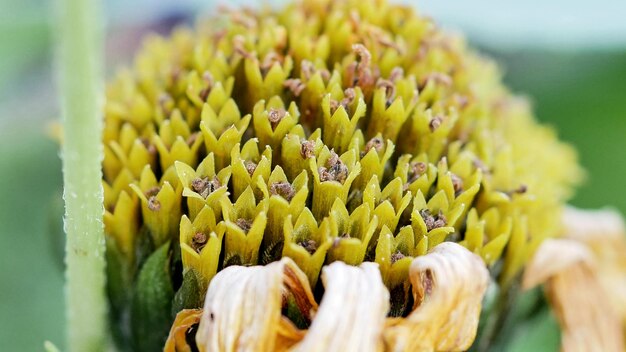 Foto prossimo piano di una pianta a fiori gialli