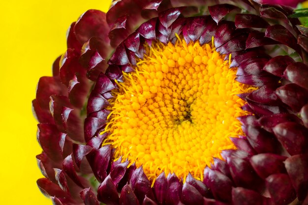 Close-up of yellow flowering plant