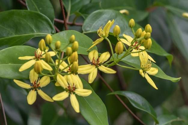 Photo close-up of yellow flowering plant