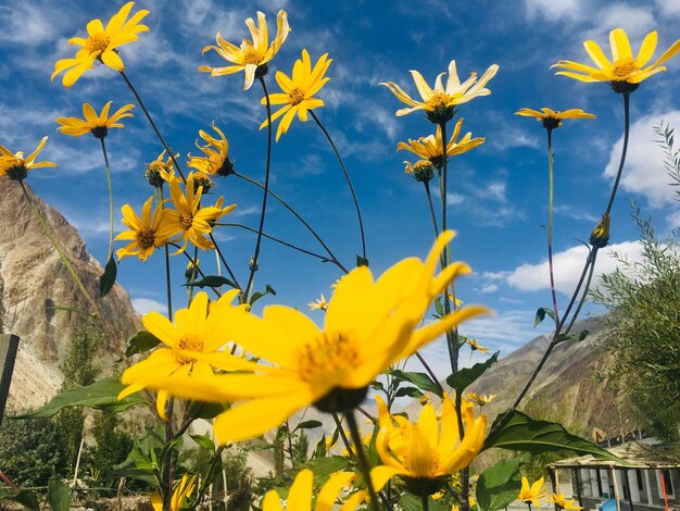 Close-up of yellow flowering plant