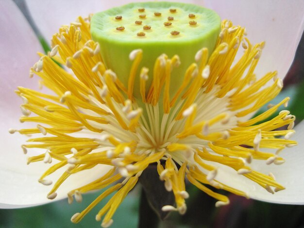 Close-up of yellow flowering plant